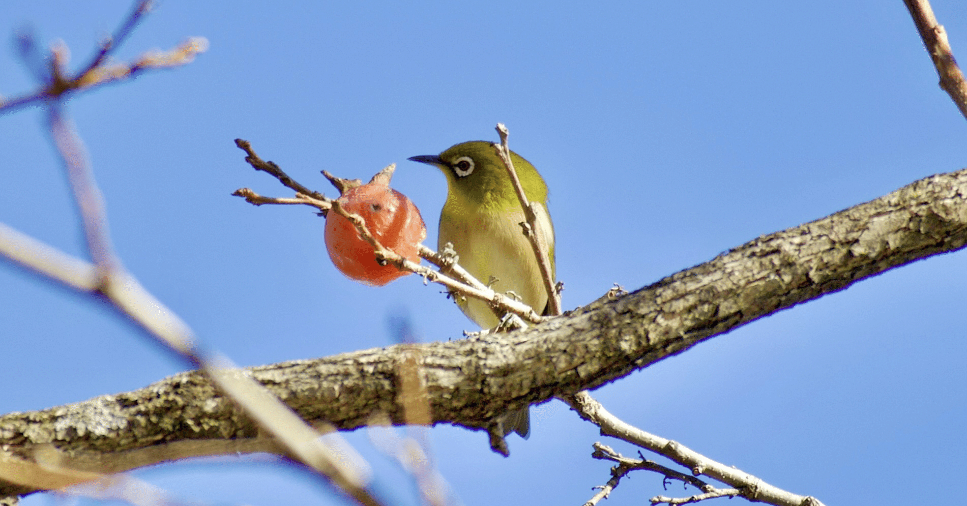 秋が過ぎれば小鳥を庭に(1331字)｜すうら