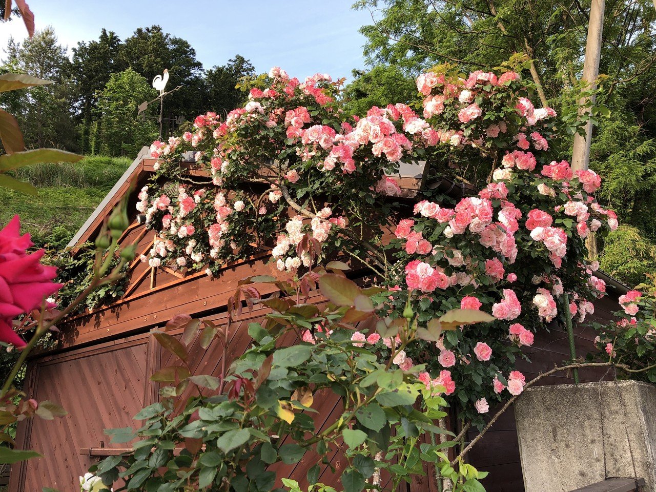 見事な薔薇のお宅 Poporin Note 見事な薔薇のお宅 Poporin Note