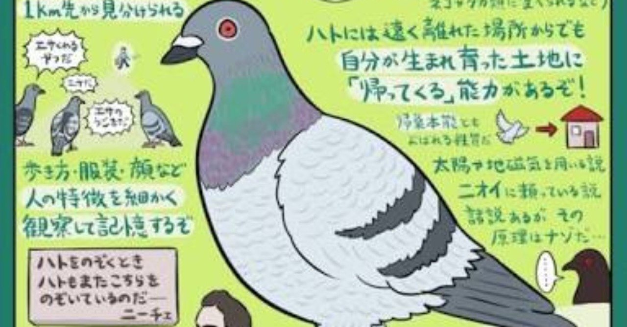 レース鳩モールオークション - 出品鳩「20DA10492 BC