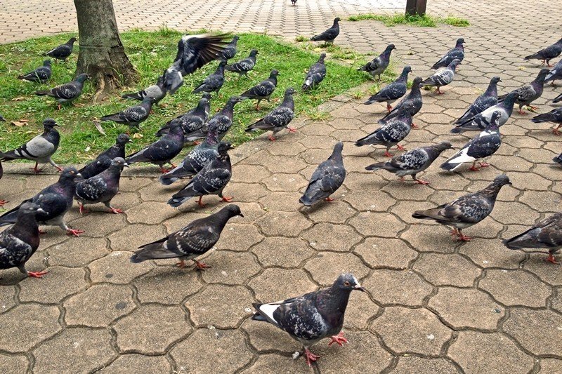 第275回 人馴れした野生のドバト(8回目)｜翆野 大地