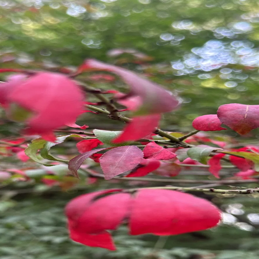 小真弓｜EGGSEED
