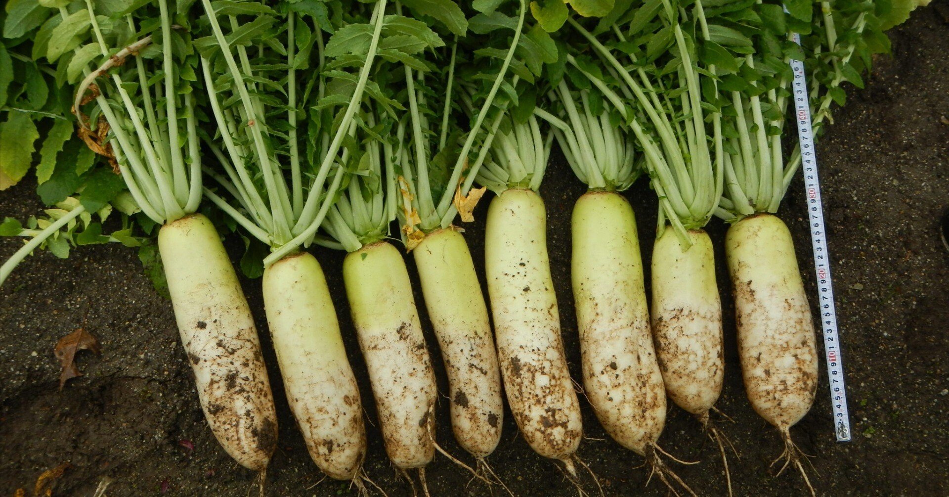 だいこん 347d238bf85210a425f6d317b0360a