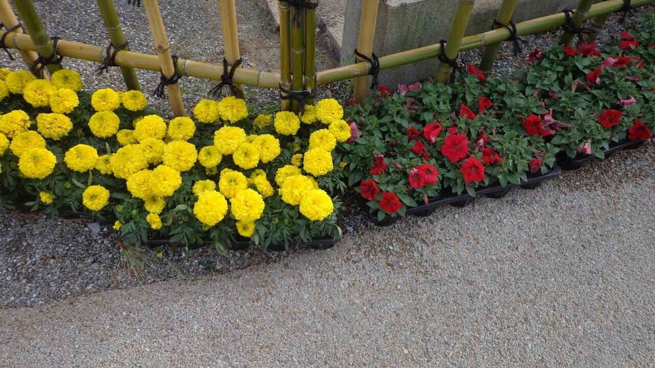 玉藻公園_5月4日__黄色と赤色の花