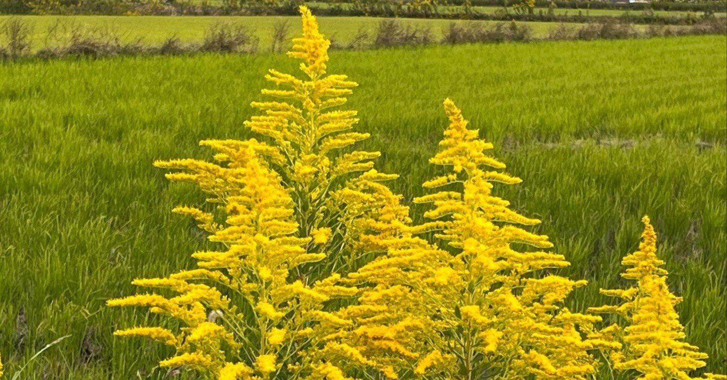 020f3fefc42b4fa38a8c2f1132a4b2