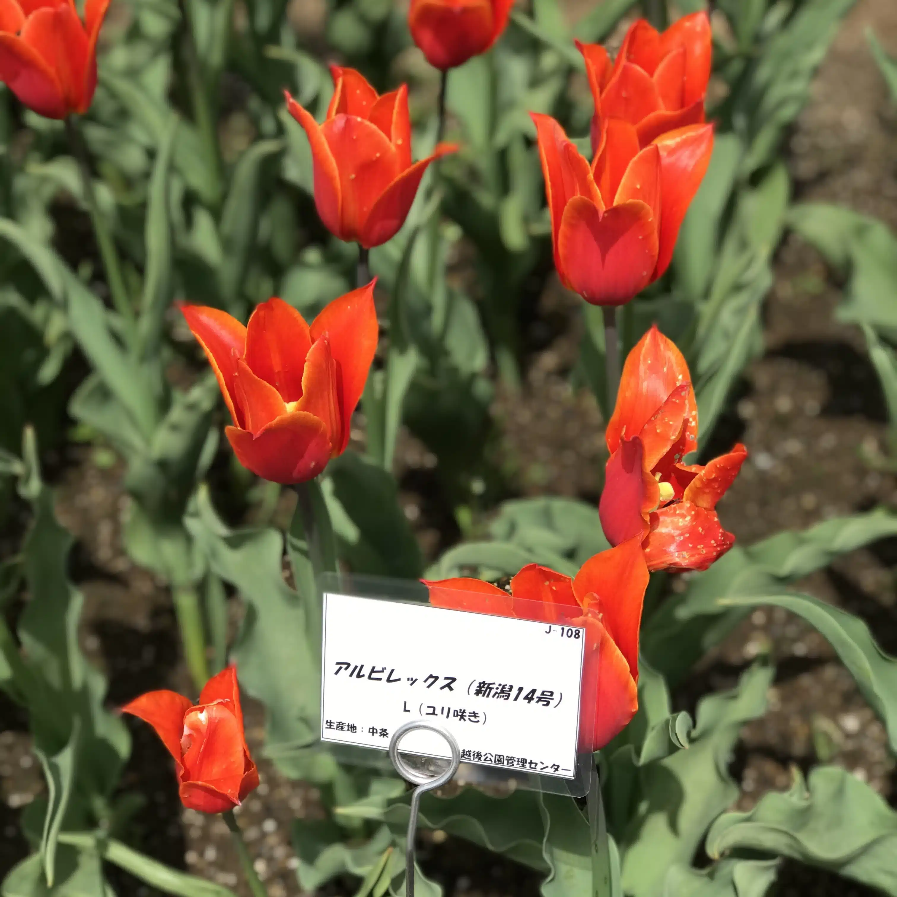 orangeな日常