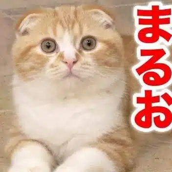 だいじーおじやま