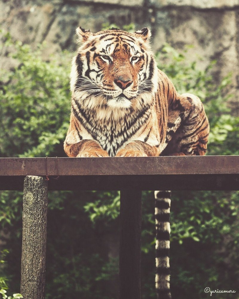 Zoodex 動物ver ベンガルトラ Yuricamera 寺島由里佳 Note Zoodex 動物ver ベンガルトラ Yuricamera 寺島由里佳 Note