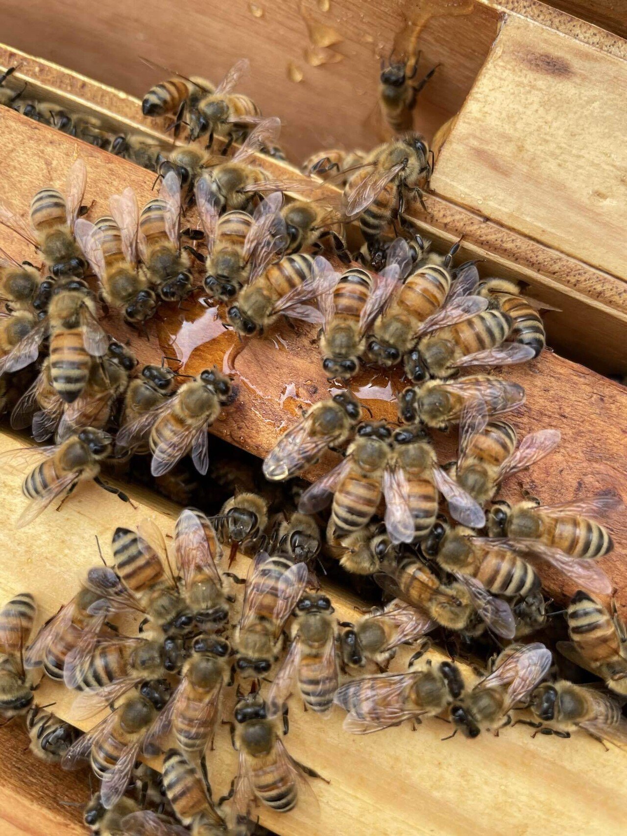 2-36】泣きっ面に鹿（～605日目）｜はちみつ屋こっち