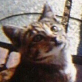 風日祈白猫🐱通信 from Office 金目🐈銀目