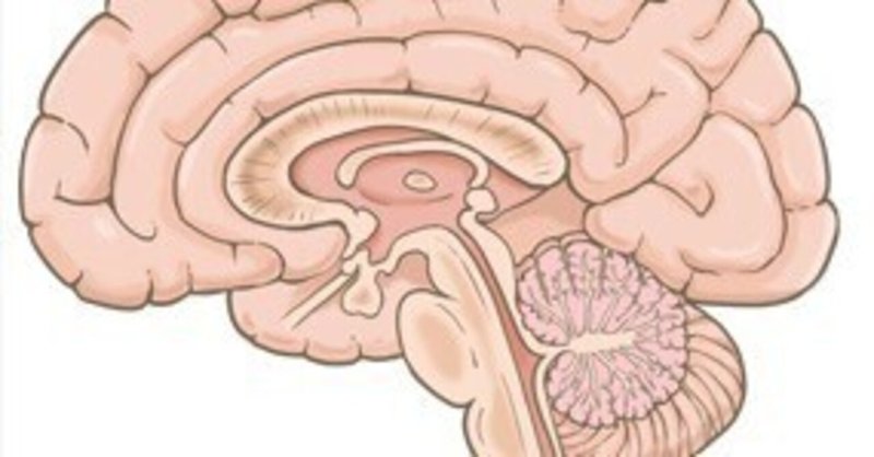 受容体が脳の活動器官を決定する！？感情経路の考察