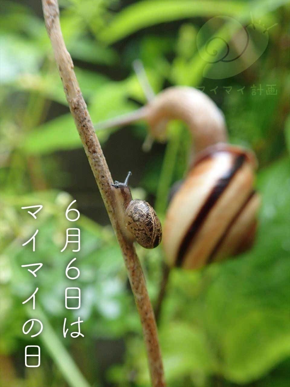 マイマイの日 マイマイ計画 野島智司 Note