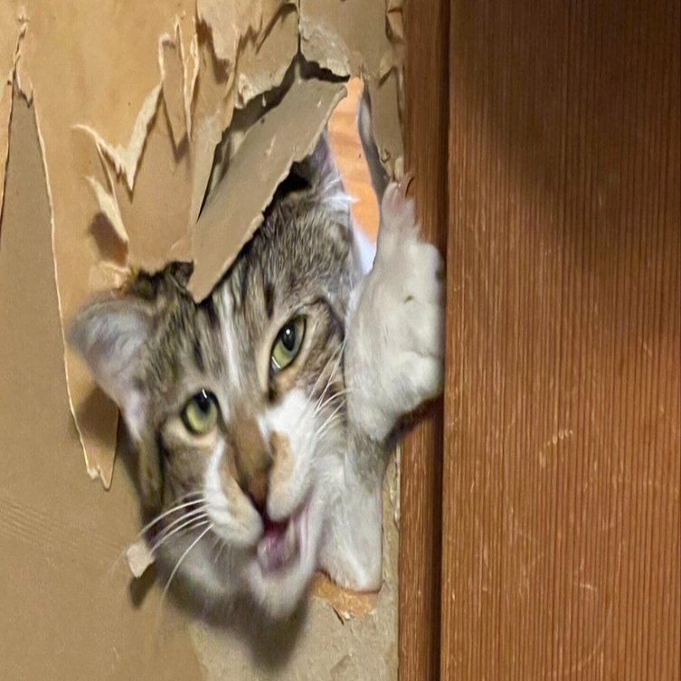 遂にやってやったニャ」先代猫の遺志を継いでふすまに大穴を貫通させた