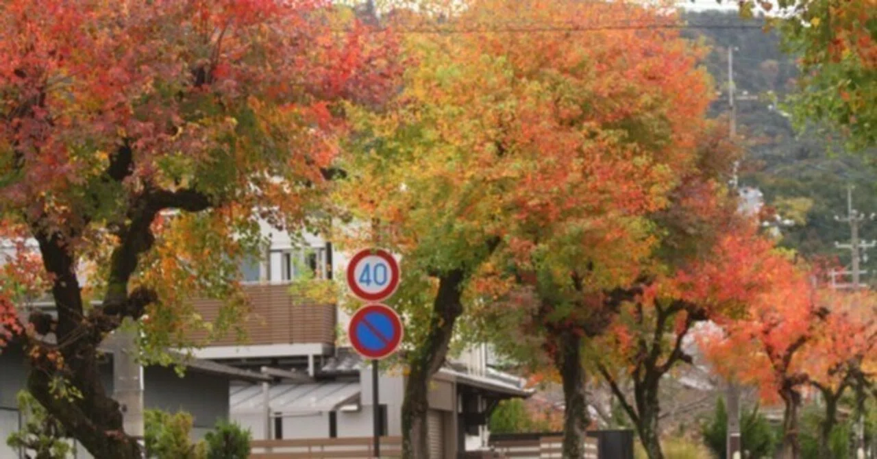 ナンキンハゼ＞上高畑町の紅葉｜清愁