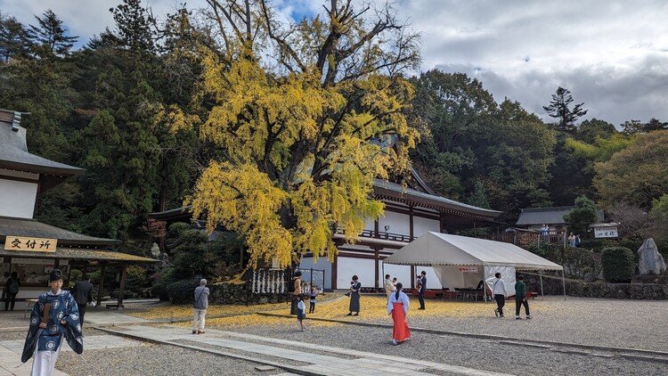 吉備津神社にて。ちびっ子が葉っぱの絨毯で遊んでました。