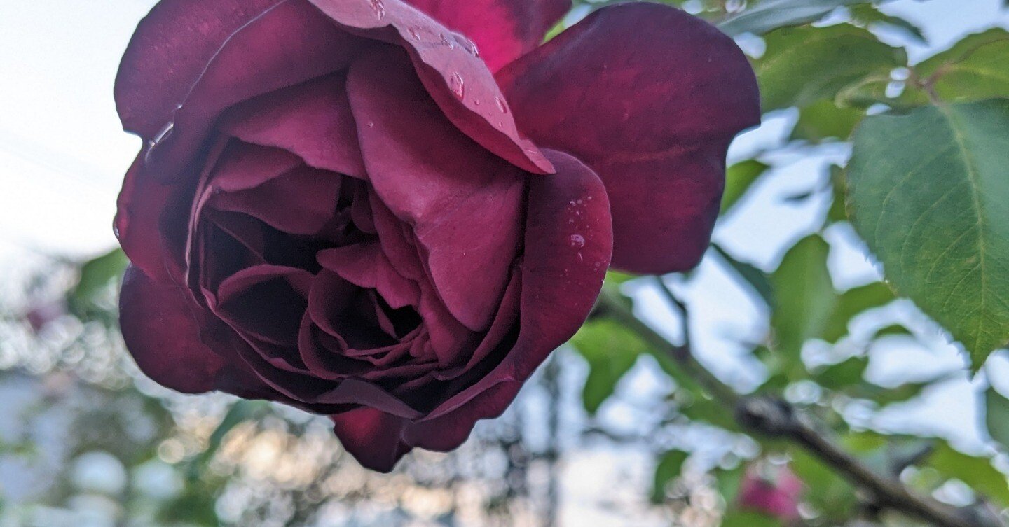 バラの個性のこと🌹フランシスデュブリュイと🌹シンデレラ