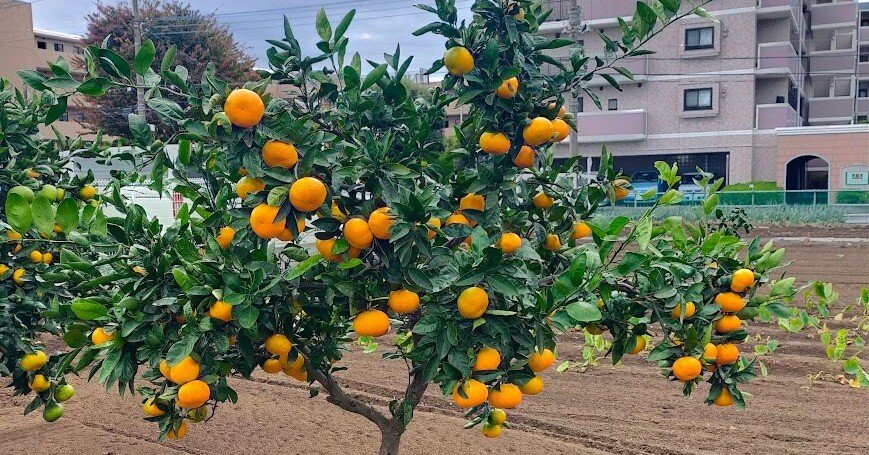 夏みかん冬に成りたる未完成｜やどかり