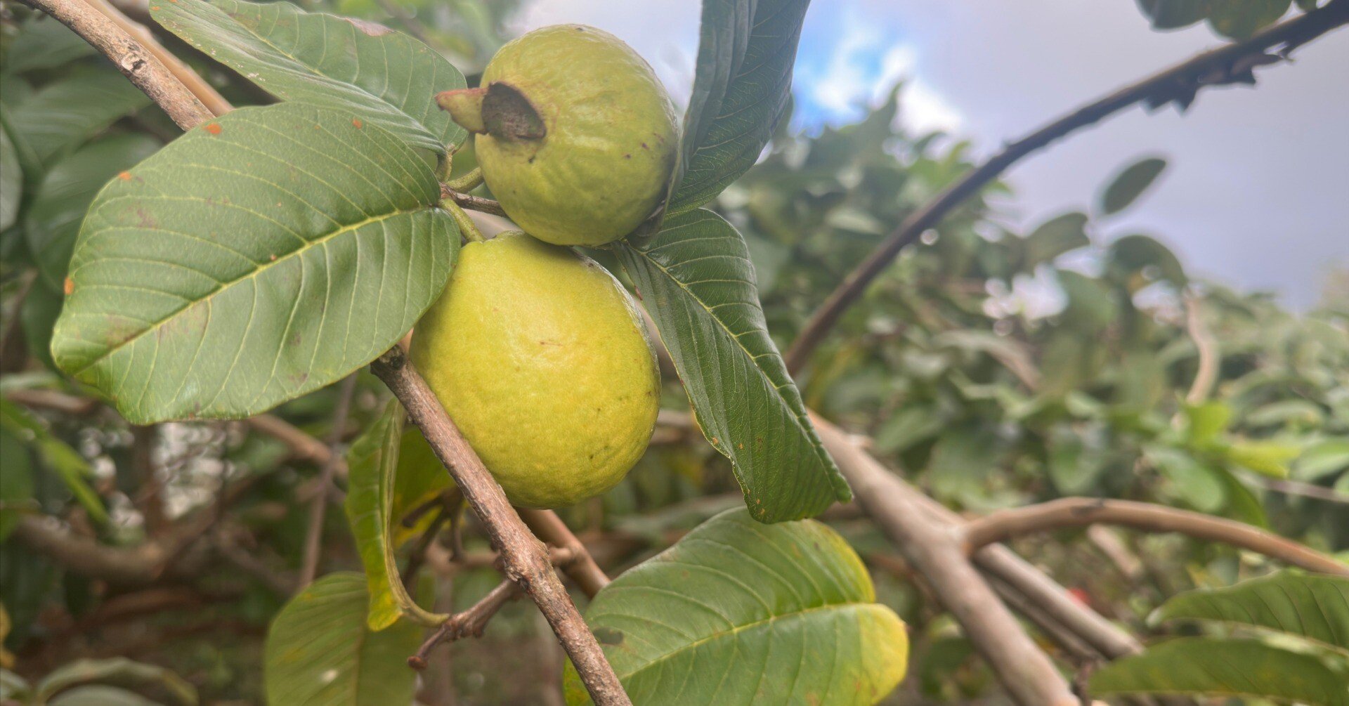 南国の雑草に近い グアバ｜Yoko Harada