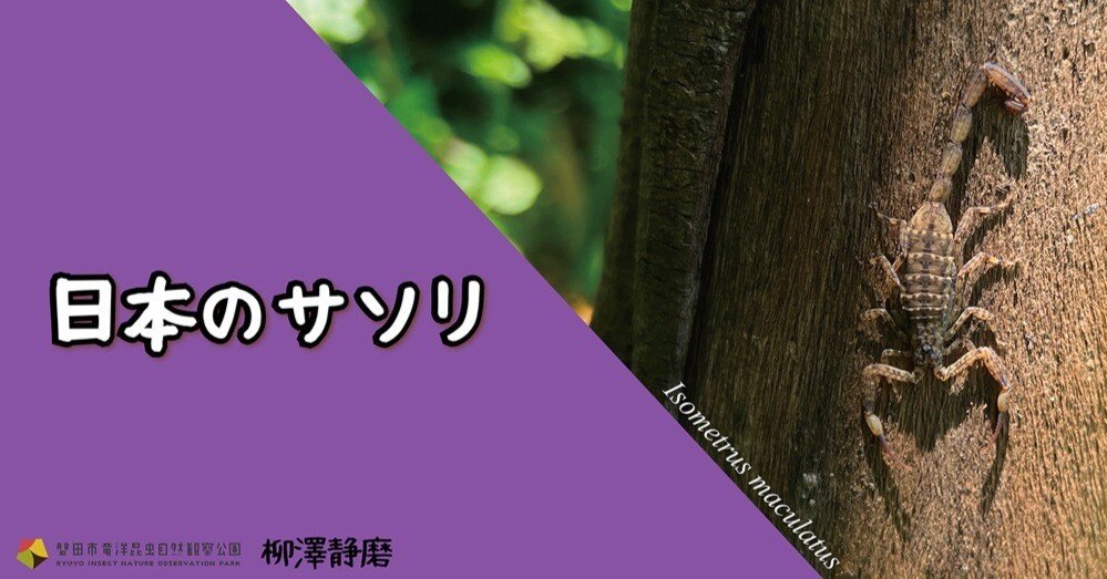 日本のサソリ｜竜洋昆虫自然観察公園