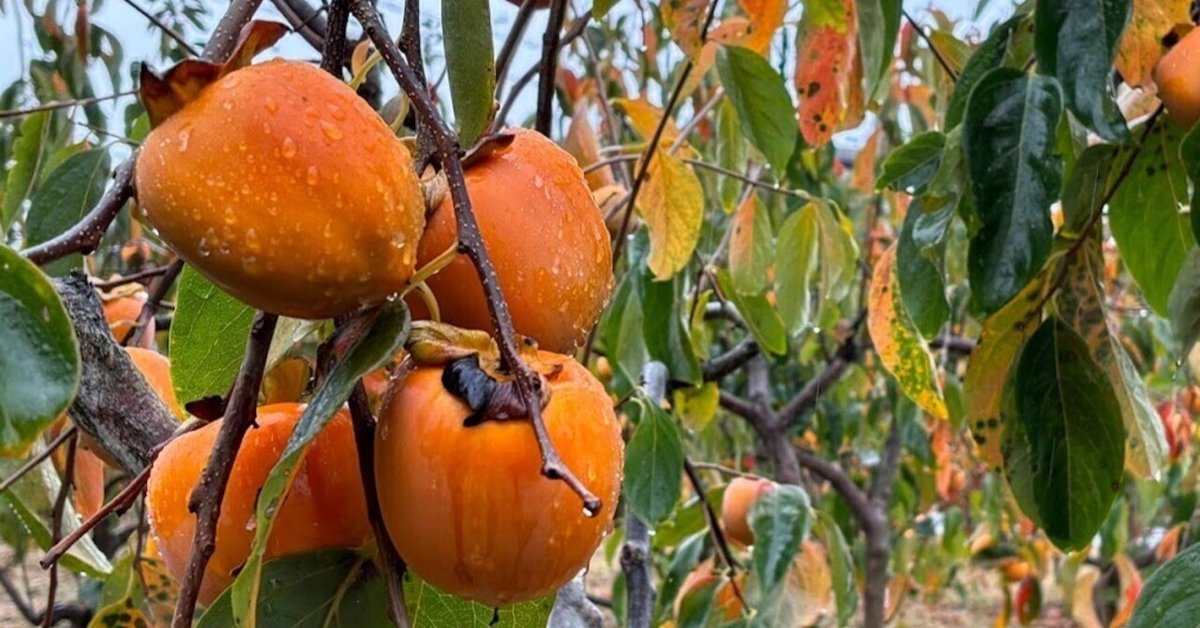 蜂屋柿 柿の苗木 蜂屋柿【果樹苗 2年生 接木苗12～15cmポット／