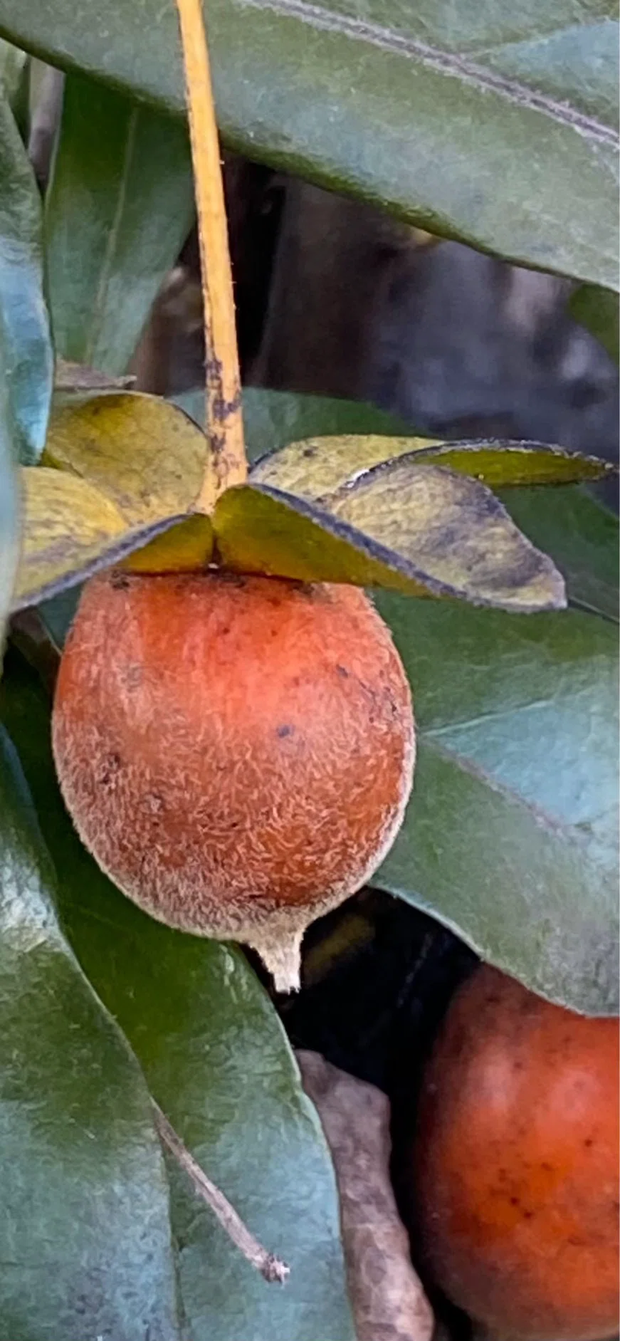 常盤柿｜EGGSEED