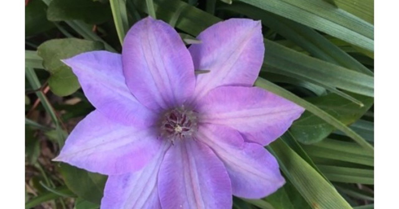 クレマチス おくさん Note クレマチス おくさん Note