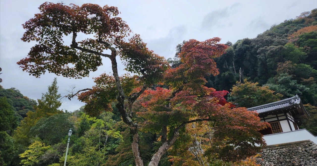 美濃の滝/Minoh waterfall｜望*daisy|無理なく世界を広げるメッセンジャー