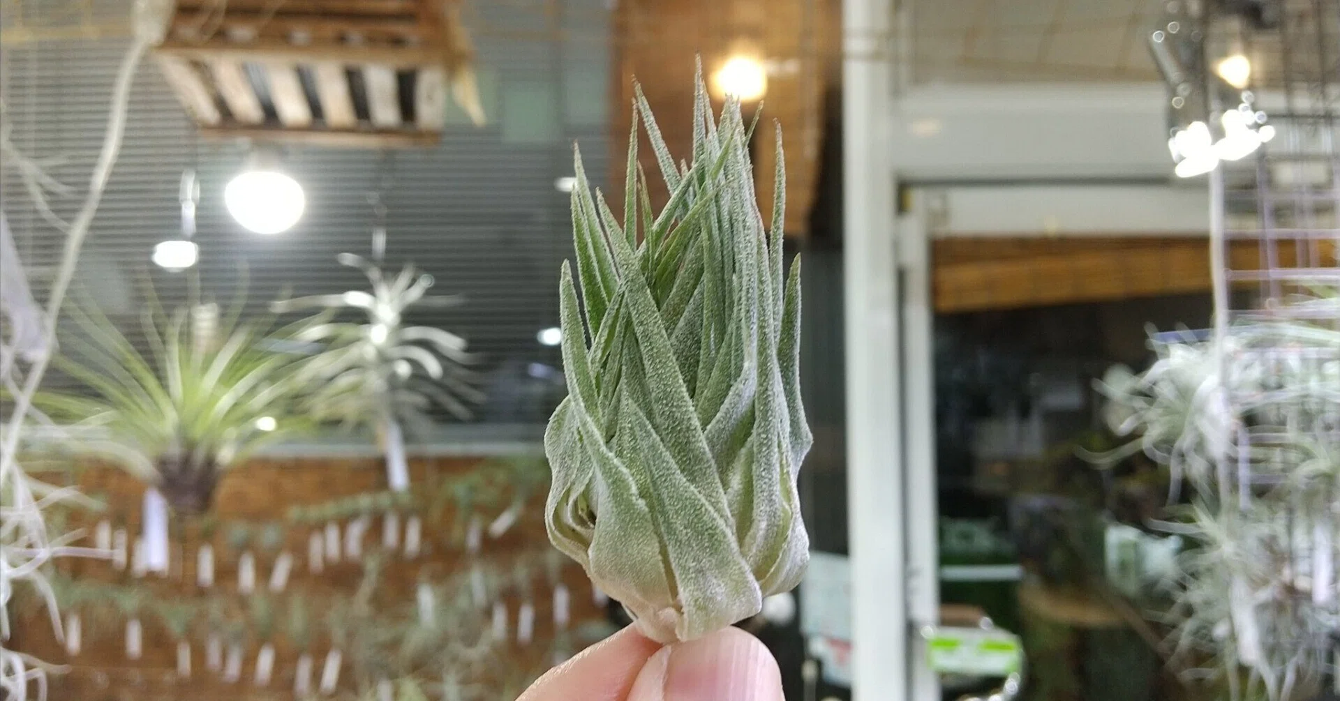 Tillandsia ionantha haselnuss kk 極上子株 Tillandsia ionantha haselnuss kk 極上子株