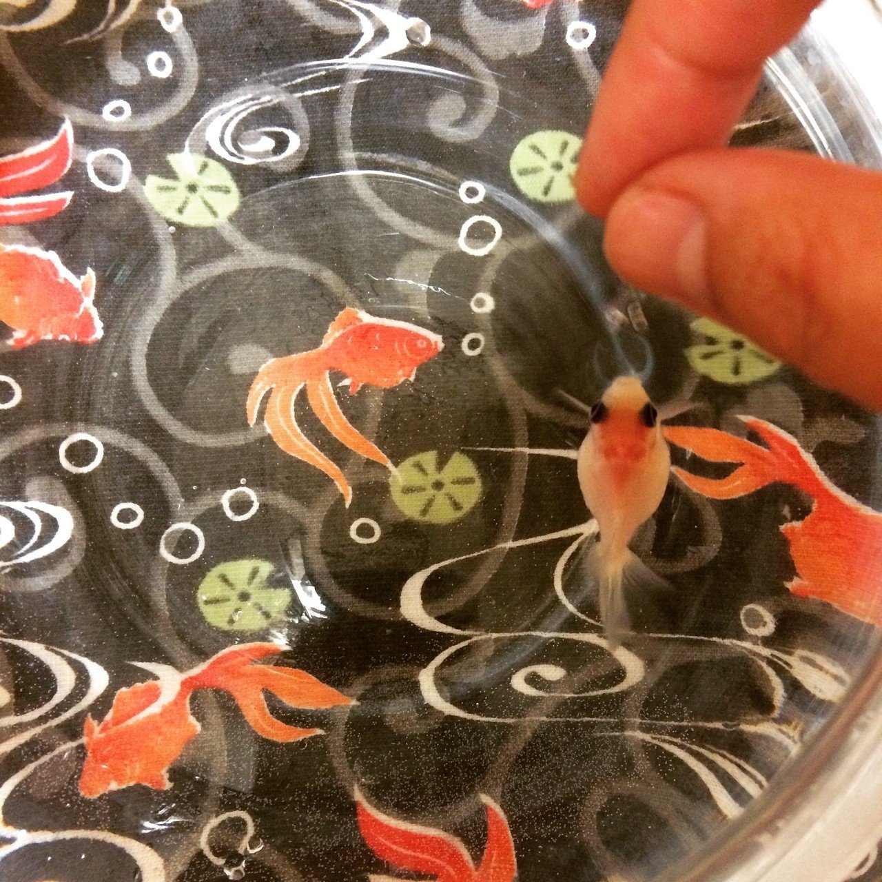 いとしの金魚さん Yuukee Note