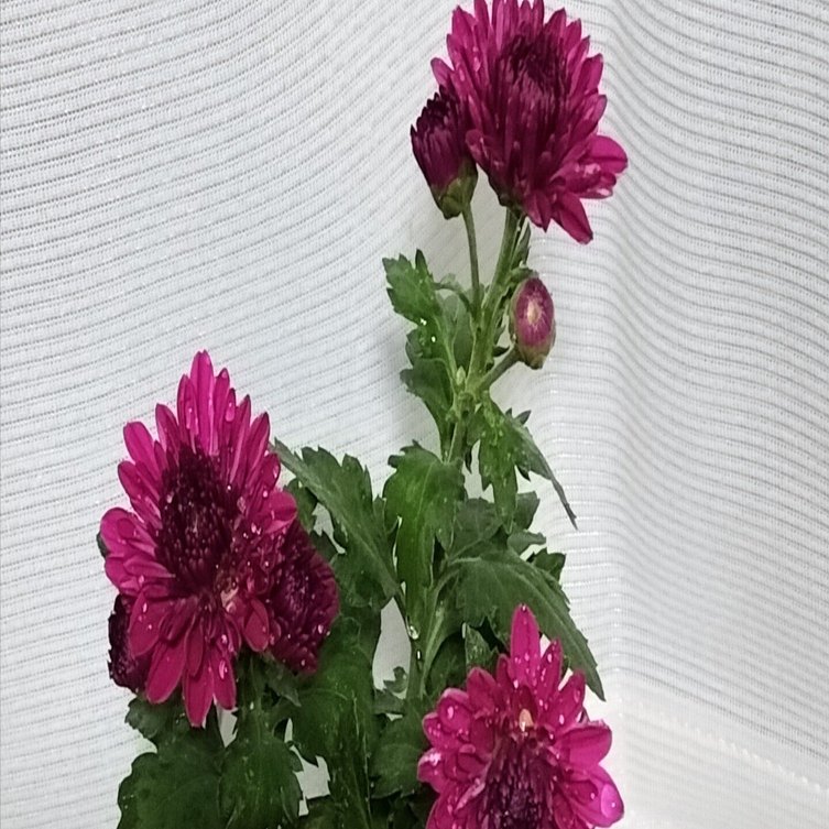 風水を意識してみた。｜SayuRi｜Kindle&ZINE作家/心やすらぐサード