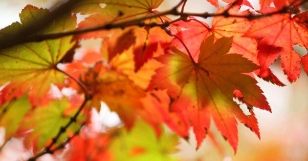 ハウチワカエデ＞馬見丘陵公園の紅葉｜清愁