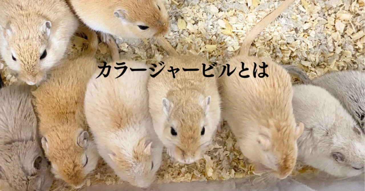 スナネズミ（Mongolian gerbil）頭骨 【公式通販】