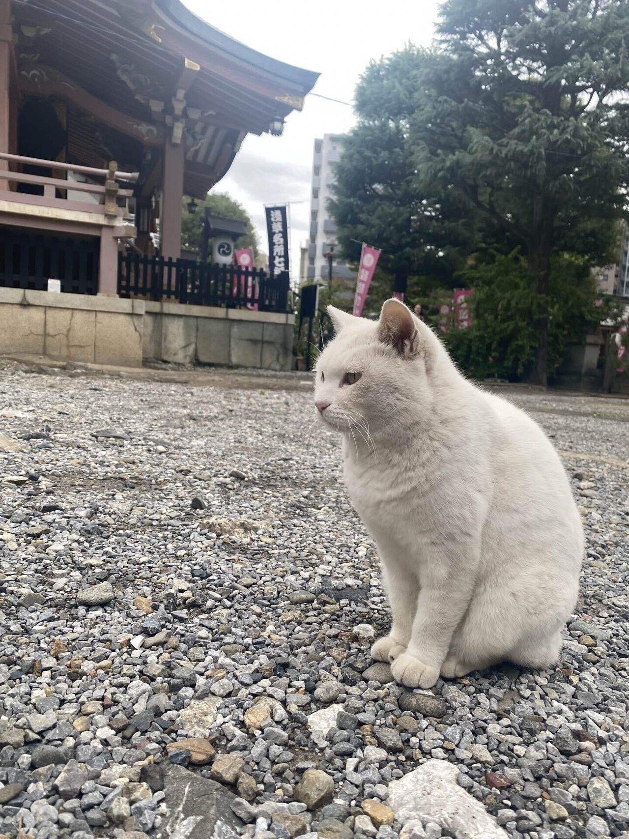 【ねこ】【贈り物に最適】ます万寿（浅草田甫酉の町詣）【未使用】 招き猫 l 福づくし 小 右手 瀬戸焼 日本製 ネコ ねこ まねき猫