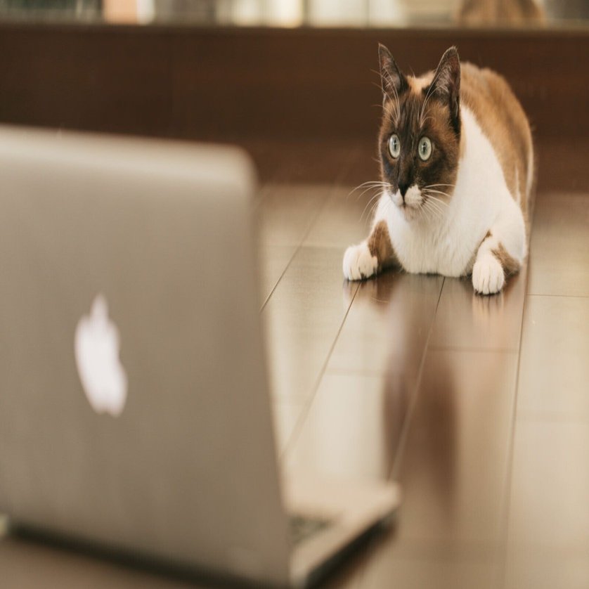 ループイフダン始めました。｜ぱんねこ