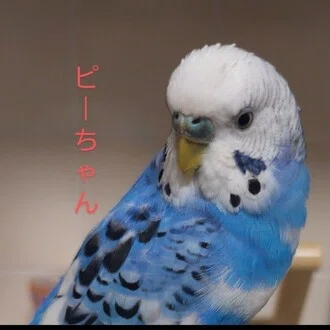 ピーちゃん