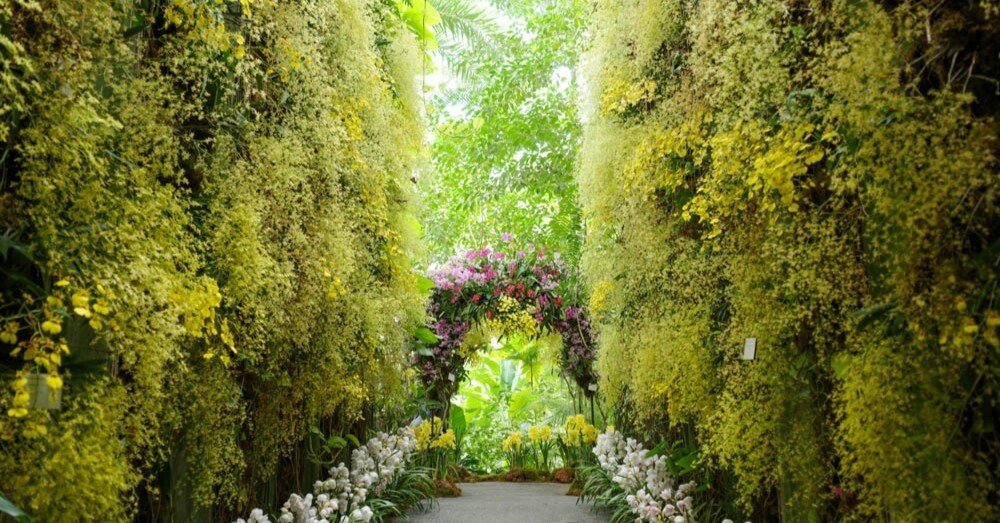 春らんまん、2023年朝ドラ主人公 牧野富太郎博士の築いた植物文化の