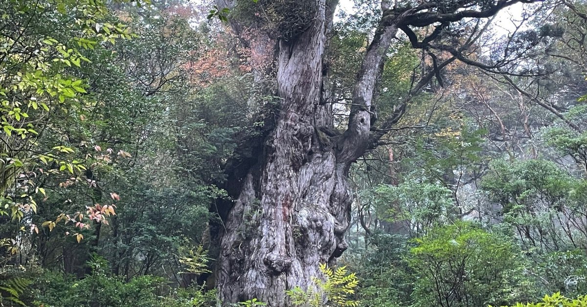 檜切り株樹齢80年 強う