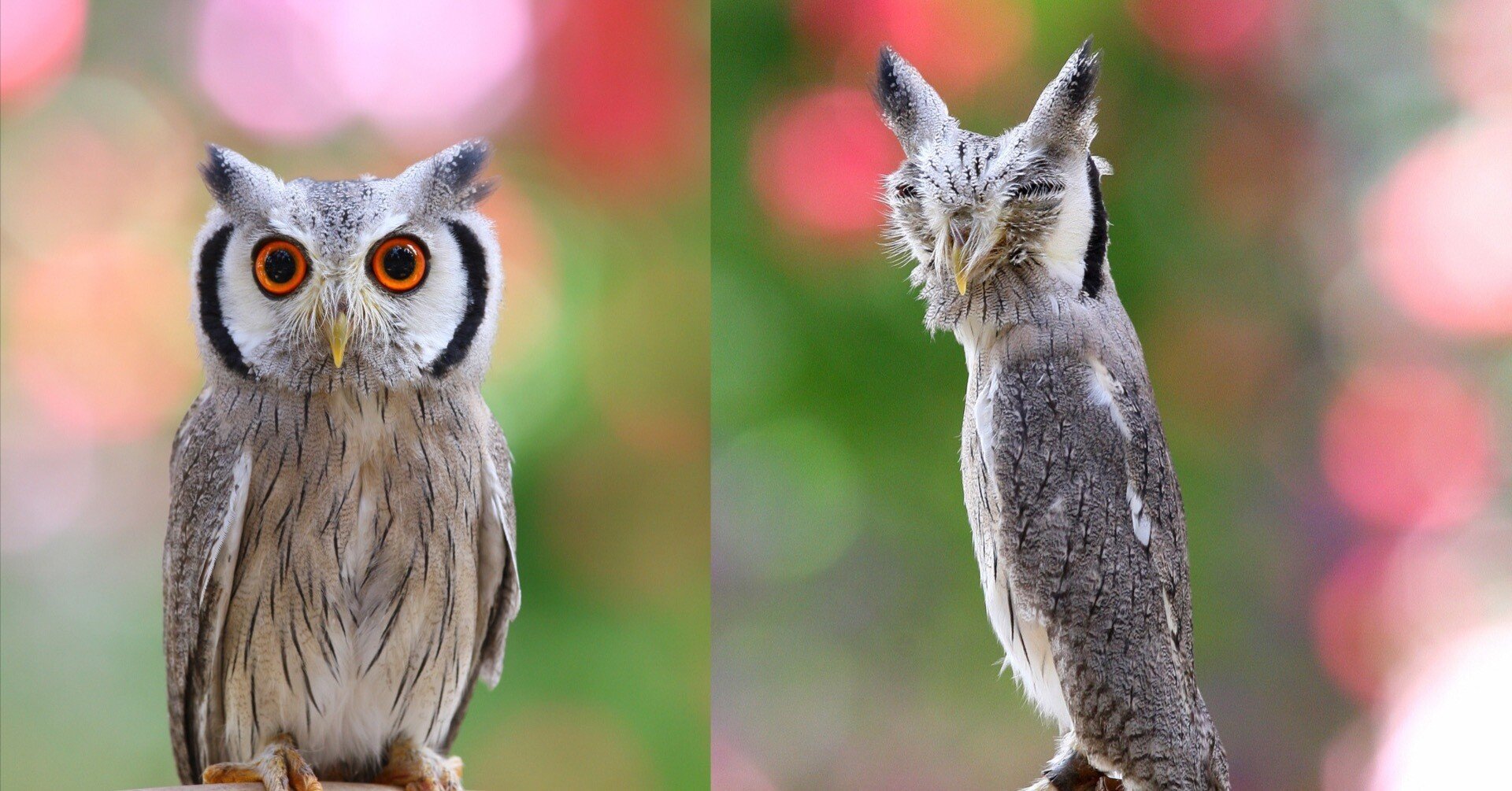 オーストラリア　フクロウインコ　純銀 純銀張り彫刻 フクロウ オブジェ 385g 英国 カントリーアーティスト社