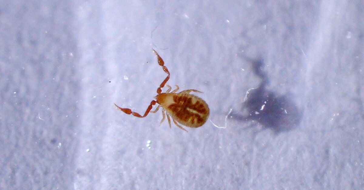 オオウデカニムシ｜Hinata