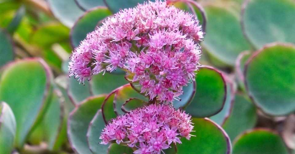 すべての花の画像 無料ダウンロードミセバヤ 花