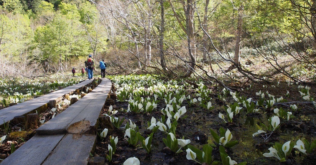 尾瀬の春 ミズバショウの季節 安仁屋円香 あにやまどか Note