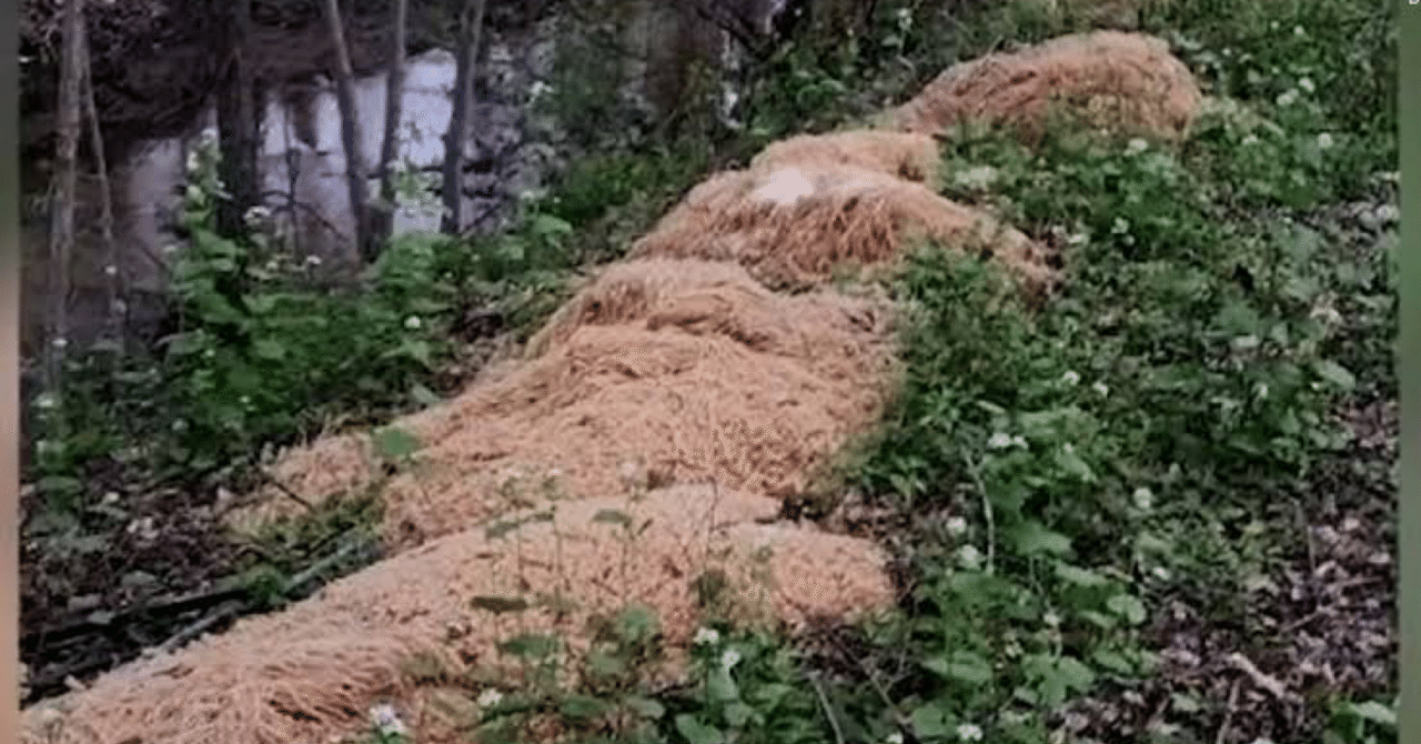 激楽パスタ|ASCII NERDS