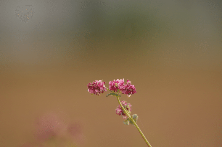 群馬では珍しいといわれる赤そばの花。