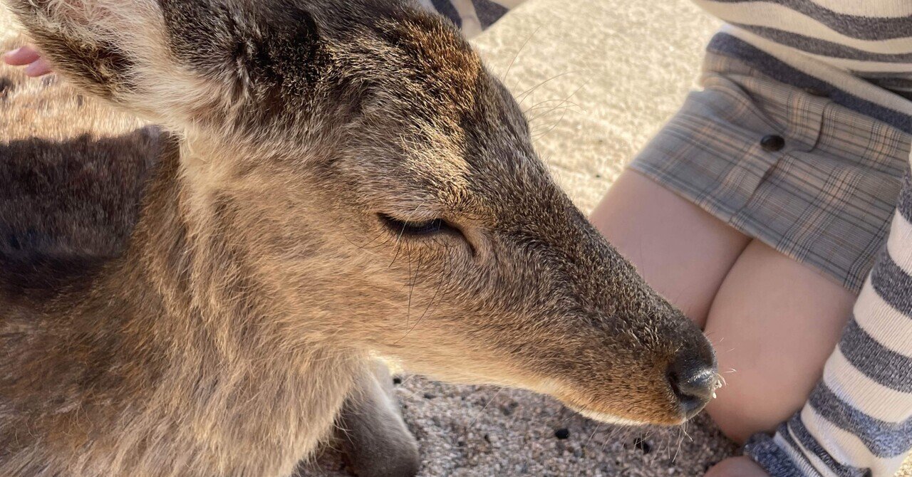 広島の鹿は穏やか｜Shomin Shinkai