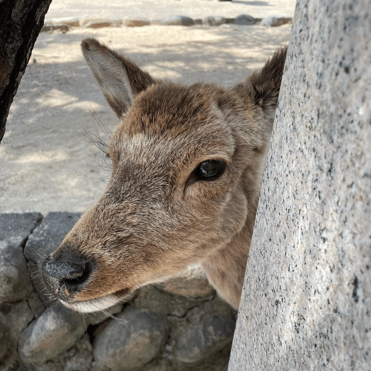 広島の鹿は穏やか｜Shomin Shinkai