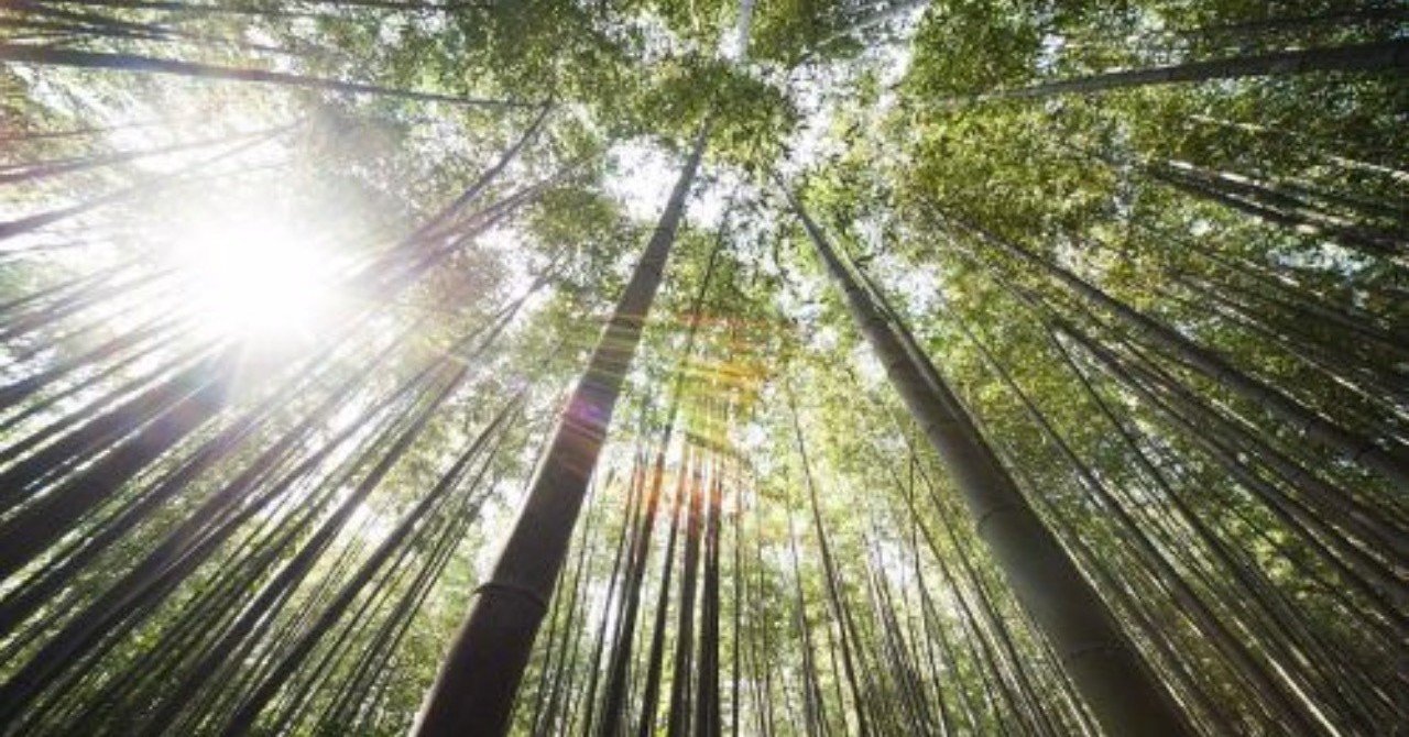 竹害と獣害 鎌倉市役所に聞いてみた その実態 Yamada Hiroshi Note 竹害と獣害 鎌倉市役所に聞いてみた その実態 Yamada Hiroshi Note