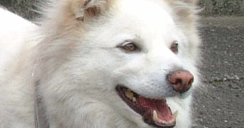 青ざめる犬 Bowwowjrock Note