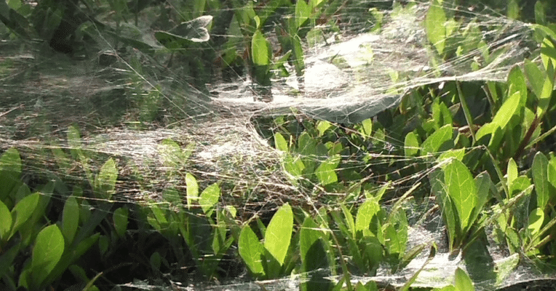 Poem）蜘蛛の巣の夢