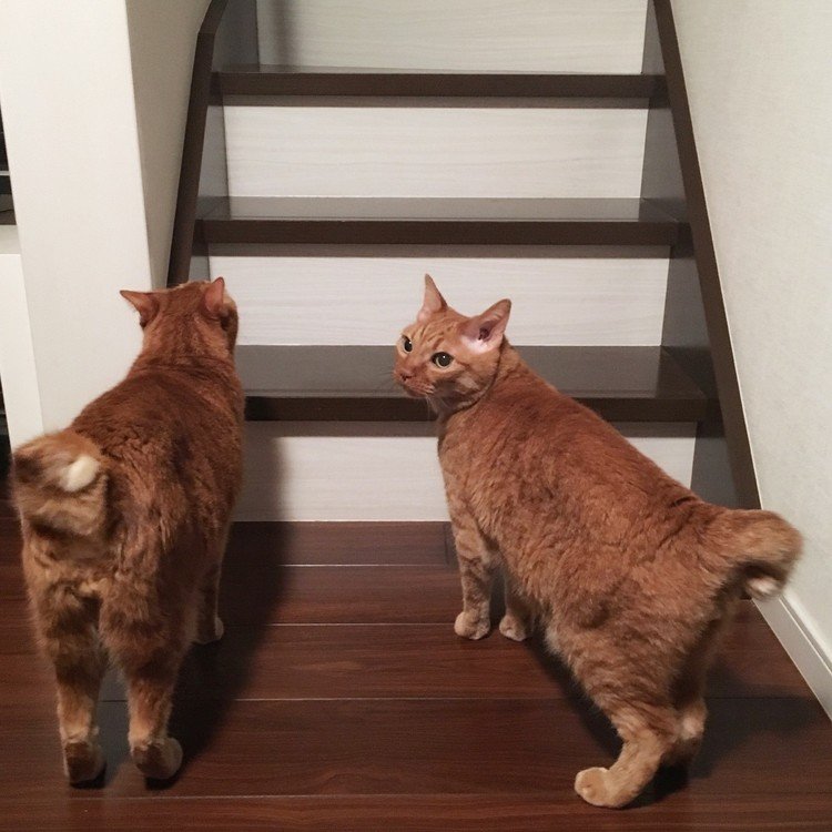 ボクとチビです、階段を上る準備万端です。そろそろママが寝に行く、というのがこの子達はわかります。「ママ行くでしょ？」二人ならんでママ待ち、先に行くとかじゃなくて「いっしょに」がいいみたいです。