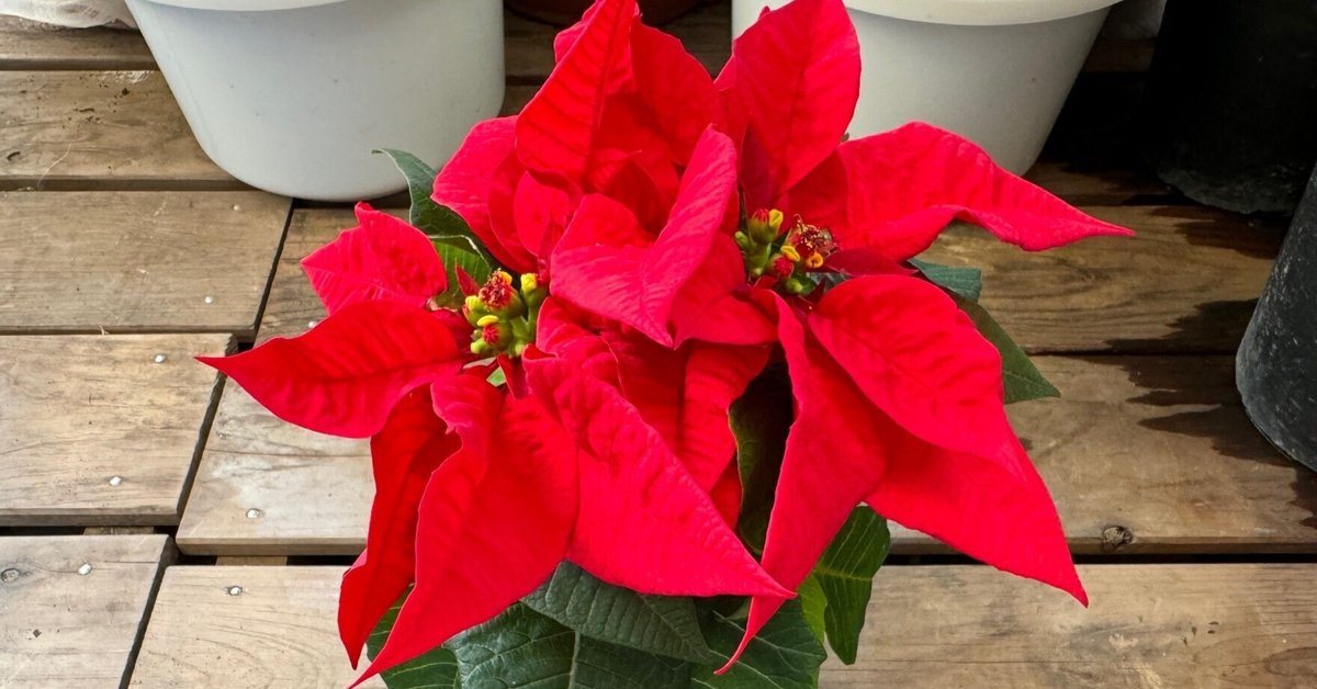 クリスマスに似合いそうな鉢にポインセチアを植え替え｜穂の