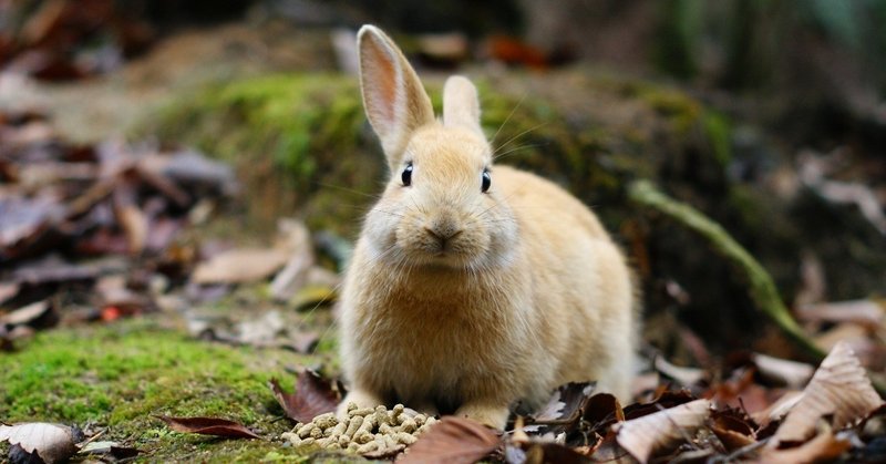 学校飼育に対するギモン Aoringo Note 学校飼育に対するギモン Aoringo Note